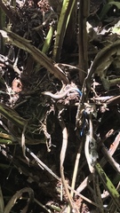 Emoia caeruleocauda
