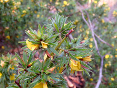 Pultenaea involucrata