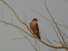 Falco chicquera