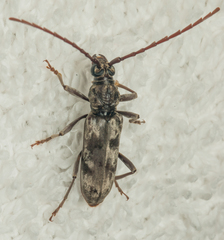 Derolus arciferus