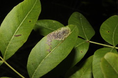 Ectoedemia terebinthivora