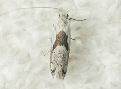 Ceromitia trigoniferella