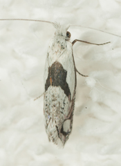 Ceromitia trigoniferella