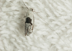 Ceromitia trigoniferella