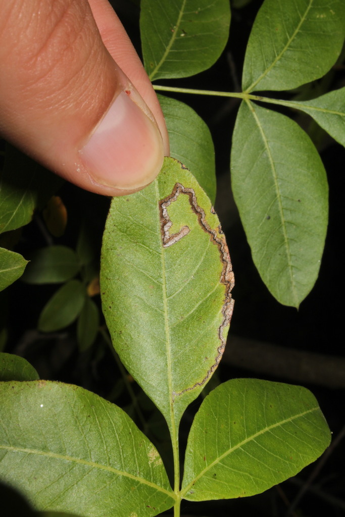 Acalyptris
