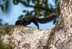 Callosciurus prevostii pluto