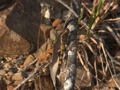 Orthetrum boumiera