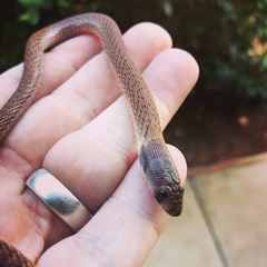 Pygopus steelescotti