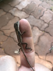 Lophognathus gilberti