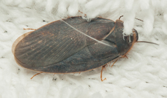 Corydiidae