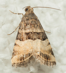 Pseudozarba bipartita