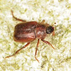 Hoplia
