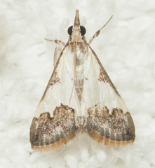 Autocharis jacobsalis