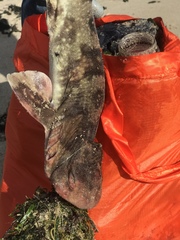 Haploblepharus pictus