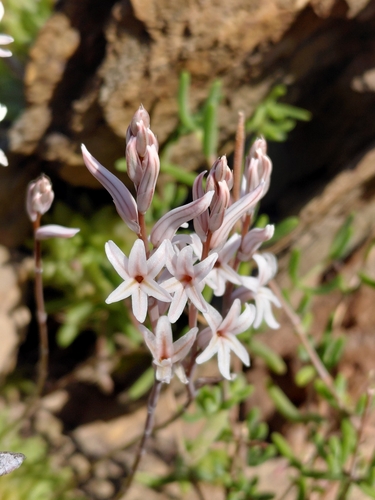 Haworthia reticulata
