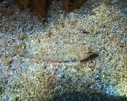 Gobius incognitus