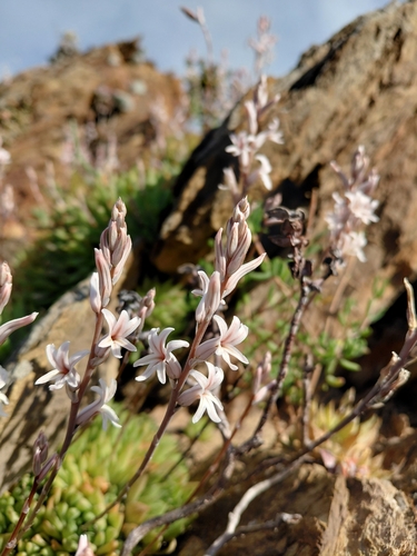 Haworthia reticulata