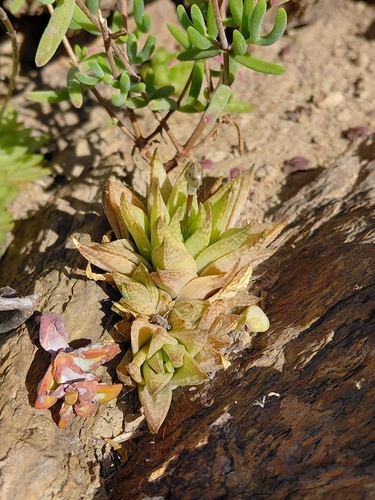 Haworthia reticulata
