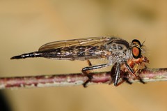 Neoitamus flavofemoratus