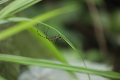 Nephila pilipes