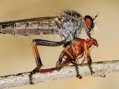 Neoitamus flavofemoratus