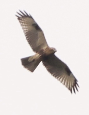 Eastern Buzzard