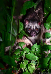 Paradoxurus philippinensis