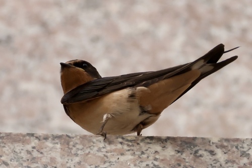 Barn Swallow