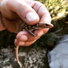 Eremiascincus richardsonii