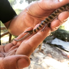 Eremiascincus richardsonii