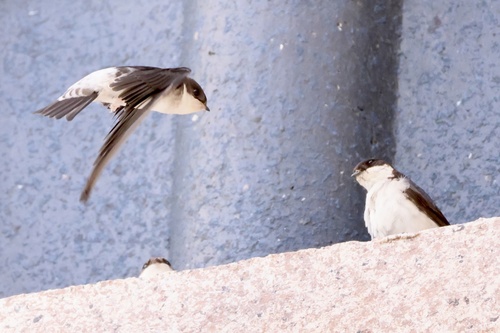 Siberian House Martin