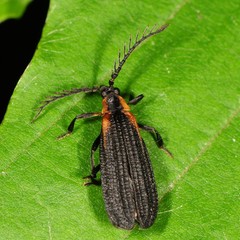 Leptoceletes basalis