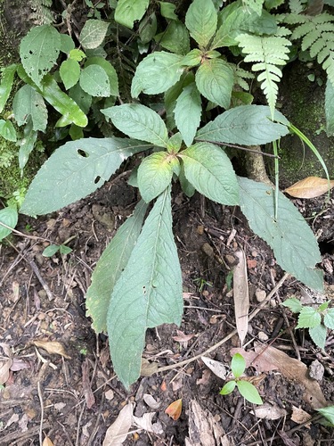 Rhynchotechum discolor iNat (2)