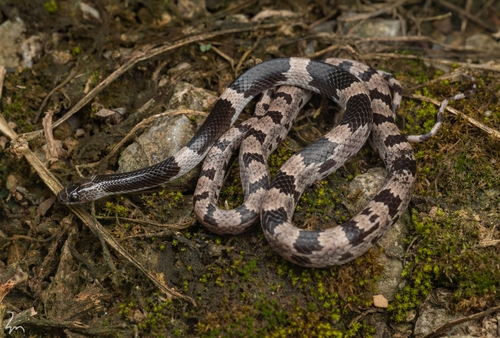 Photo of a Painted Wolf Snake (Lycodon pictus)