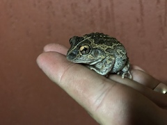 Ranoidea longipes