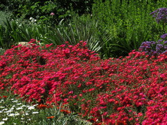 Lampranthus coccineus