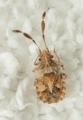 Phricodus hystrix