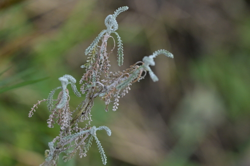Santolina chamaecyparissus