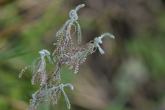 Santolina chamaecyparissus