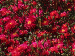 Lampranthus coccineus