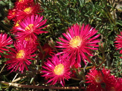 Lampranthus coccineus