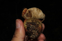 Rubroboletus legaliae