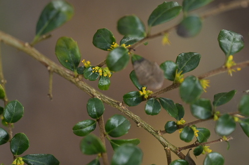 Boxleaf azara (Azara microphylla)