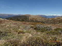 Ranunculus verticillatus
