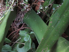 Crassula multicava multicava