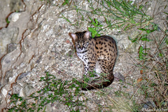 Prionailurus javanensis sumatranus