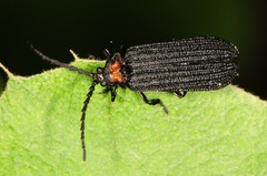 Lopheros fraternus