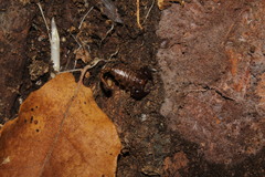 Euscorpius lesbiacus