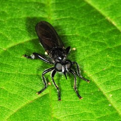 Laphria canis