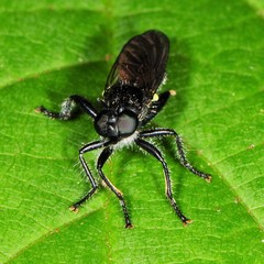Laphria canis